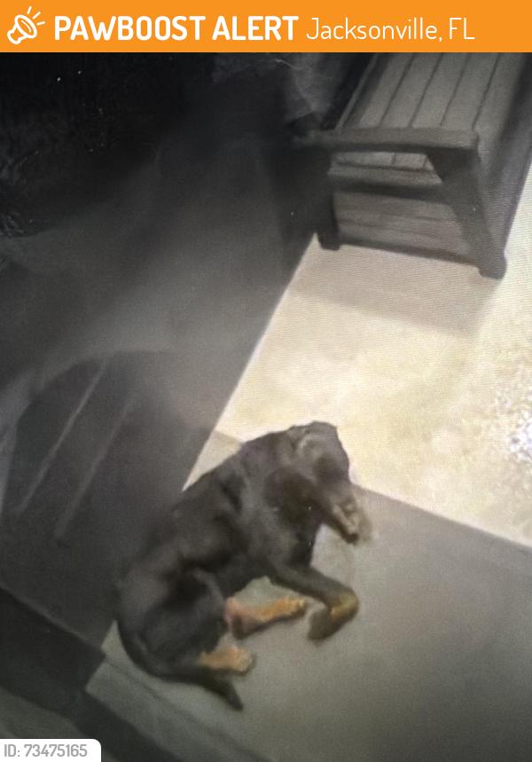 Found/Stray Unknown Dog last seen Cedar Oaks Dr, Jacksonville, FL 32210