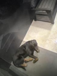 Found/Stray Unknown Dog last seen Cedar Oaks Dr, Jacksonville, FL 32210