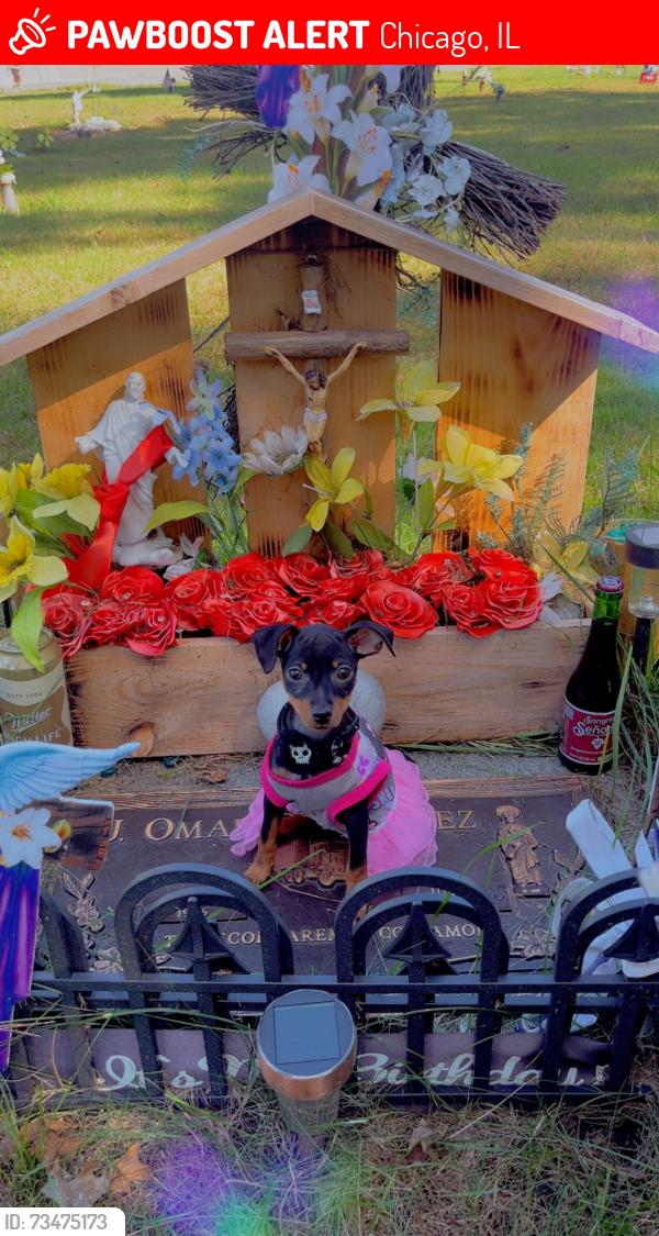 Lost Female Dog last seen 86th place Chicago Illinois 60652, Chicago, IL 60652