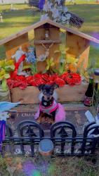 Lost Female Dog last seen 86th place Chicago Illinois 60652, Chicago, IL 60652