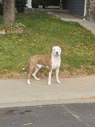 Found/Stray Male Dog last seen S Valdai St and S Valdai Way, Aurora 80015, Aurora, CO 80015