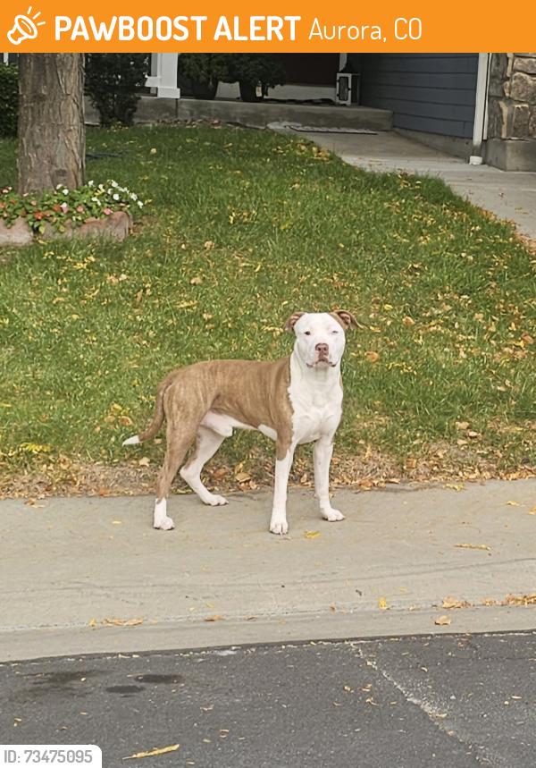 Found/Stray Male Dog last seen S Valdai St and S Valdai Way, Aurora 80015, Aurora, CO 80015