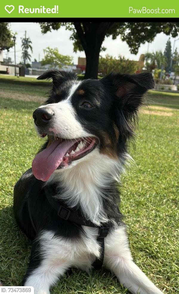 Reunited Female Dog last seen Cloverly, Temple City, CA 91780