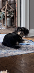Reunited Male Dog last seen Dillard rd, Bowling Green, KY 42104