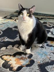 Lost Male Cat last seen Lind-Bohanon Neighborhood, Minneapolis, MN 55430
