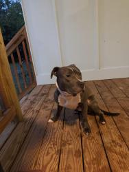 Found/Stray Male Dog last seen Bernard and Chappel, Atlanta, GA 30314