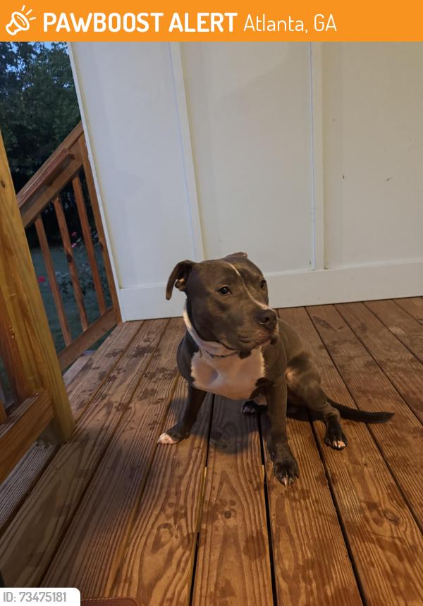 Found/Stray Male Dog last seen Bernard and Chappel, Atlanta, GA 30314