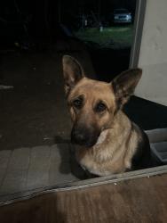 Reunited Female Dog last seen Near bushy cook rd, Efland, NC 27243