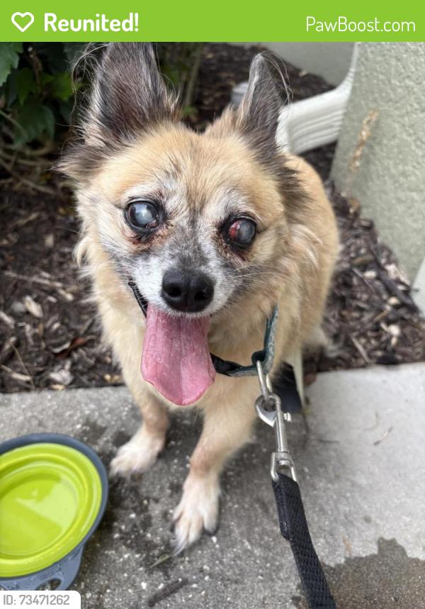 Reunited Male Dog last seen Silver Queen, Belleair Bluffs, FL 33770