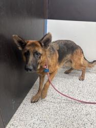 Shelter Stray Female Dog last seen Near Cascade Palmetto Hwy, Chattahoochee Hills,, 1251 Fulton Industrial Blvd NW, Atlanta, GA 30336, USA