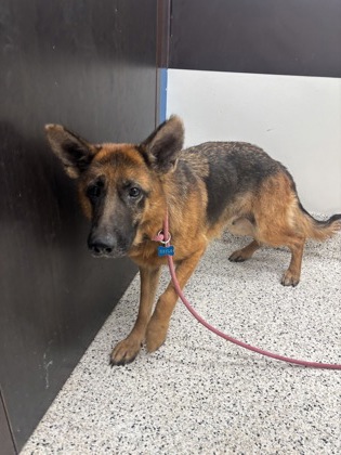 Shelter Stray Female Dog last seen Near Cascade Palmetto Hwy, Chattahoochee Hills,, 1251 Fulton Industrial Blvd NW, Atlanta, GA 30336, USA