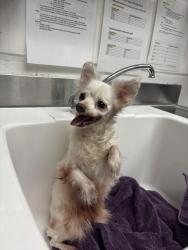 Shelter Stray Female Dog last seen Near Byron Ave, Oakland, CA, 1101 29th Ave, Oakland, CA 94601, USA