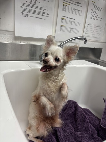 Shelter Stray Female Dog last seen Near Byron Ave, Oakland, CA, 1101 29th Ave, Oakland, CA 94601, USA