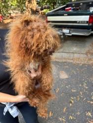 Shelter Stray Male Dog last seen Acapulco / Panama Ave, Ranlo, NC, 1491 Business Park Ct, Gastonia, NC 28052, USA
