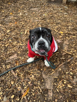 Shelter Stray Female Dog last seen Near Shabromat Way, Chamblee, GA, 30341, 30341, GA, 3280 Chamblee Dunwoody Rd, Chamblee, GA 30341, USA