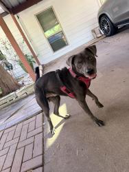 Found/Stray Unknown Dog last seen Sharpstown, Houston, TX 77074