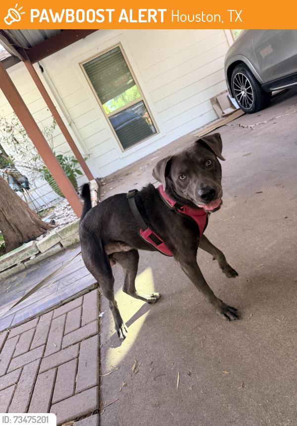 Found/Stray Unknown Dog last seen Sharpstown, Houston, TX 77074