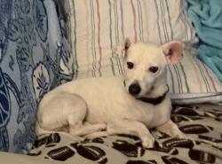 Found/Stray Male Dog last seen Abbott Farm Rd & Rountree Rd, Pitt County, NC 28513