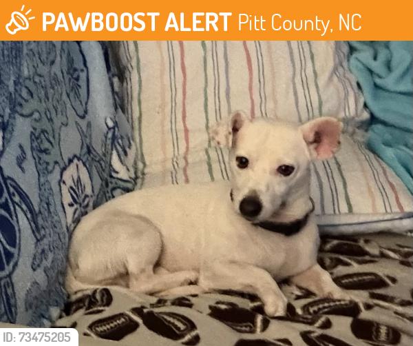 Found/Stray Male Dog last seen Abbott Farm Rd & Rountree Rd, Pitt County, NC 28513