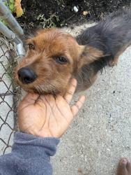 Found/Stray Male Dog last seen Near Upsal Strest SE & 2nd Street SE, Washington, DC 20032
