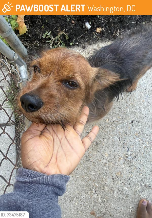 Found/Stray Male Dog last seen Near Upsal Strest SE & 2nd Street SE, Washington, DC 20032