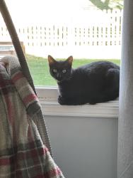 Lost Female Cat last seen SE Claremont St and SE Claremont Cir, Lee's Summit, MO 64063