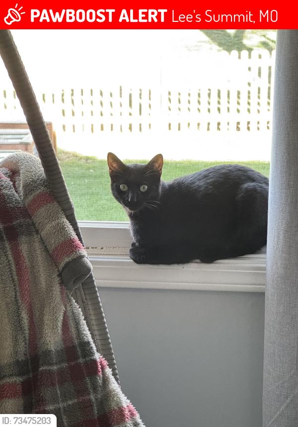 Lost Female Cat last seen SE Claremont St and SE Claremont Cir, Lee's Summit, MO 64063
