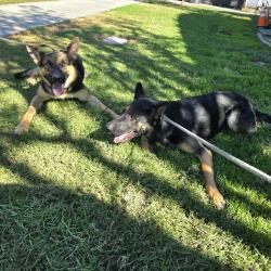 Found/Stray Male Dog last seen Near Atlantic Ave, Long Beach, CA 90805, Long Beach, CA 90805