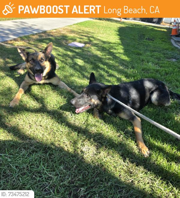 Found/Stray Male Dog last seen Near Atlantic Ave, Long Beach, CA 90805, Long Beach, CA 90805