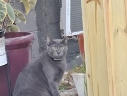 Reunited Male Cat last seen Eau Gallie Library, Melbourne, FL 32935