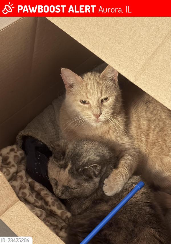 Lost Male Cat last seen Blue Spruce and Boxwood ln, Aurora, IL 60502