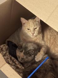 Lost Male Cat last seen Blue Spruce and Boxwood ln, Aurora, IL 60502
