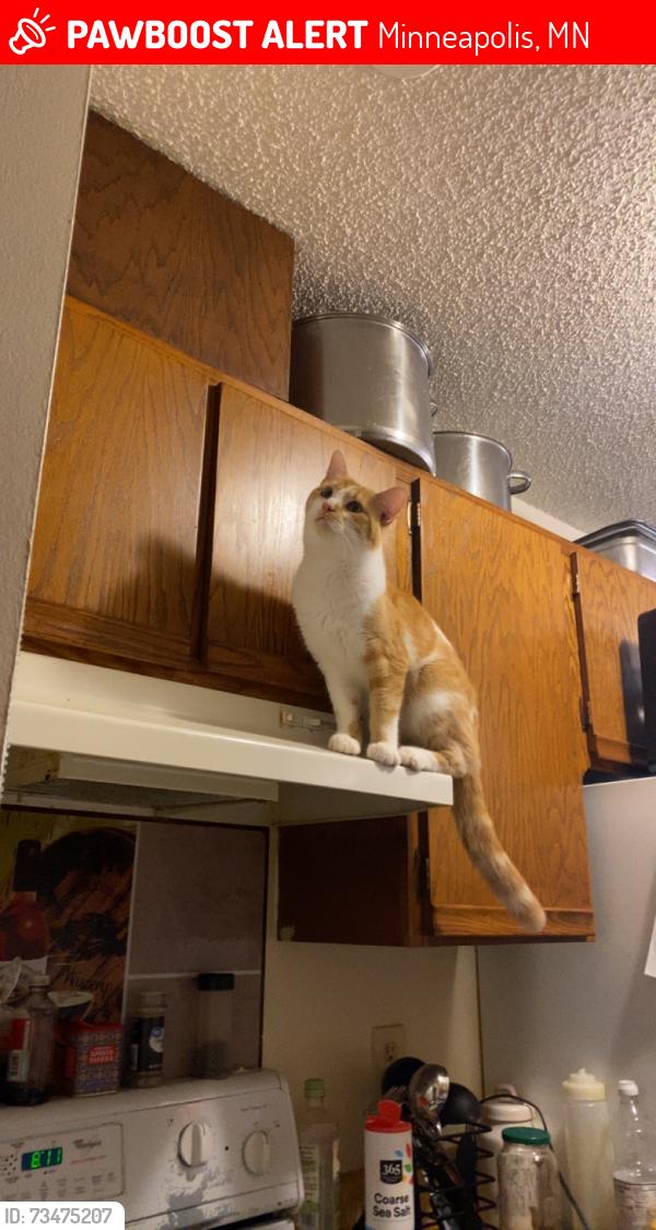 Lost Male Cat last seen parklawn ave, Minneapolis, MN 55435
