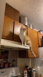 Lost Male Cat last seen parklawn ave, Minneapolis, MN 55435