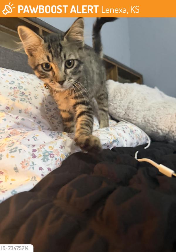 Found/Stray Unknown Cat last seen 83rd and K7, Lenexa, KS 66227