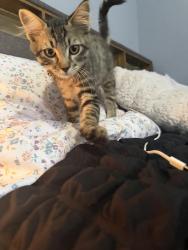 Found/Stray Unknown Cat last seen 83rd and K7, Lenexa, KS 66227