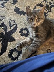 Lost Male Cat last seen Salisbury Animal hosp off E innes st Salisbury nc, Salisbury, NC 28146
