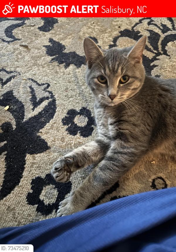 Lost Male Cat last seen Salisbury Animal hosp off E innes st Salisbury nc, Salisbury, NC 28146