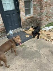 Reunited Male Dog last seen homebriar court, Missouri City, TX 77489