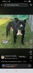 Reunited Male Dog last seen Fernbrook glendale and summercreek drive, Spartanburg, SC 29307