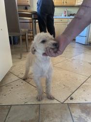 Found/Stray Male Dog last seen Easterday and Marron Cir NE, Albuquerque, NM 87112
