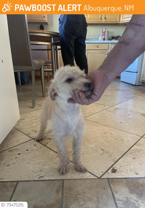 Found/Stray Male Dog last seen Easterday and Marron Cir NE, Albuquerque, NM 87112