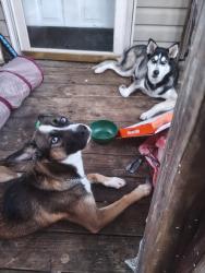 Found/Stray Male Dog last seen Red lane hwy, Birmingham, AL 35215