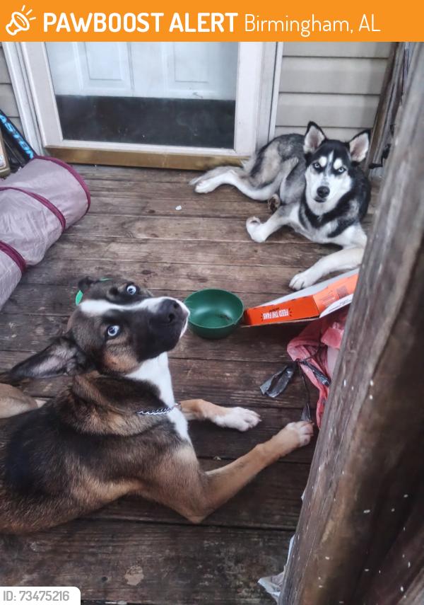 Found/Stray Male Dog last seen Red lane hwy, Birmingham, AL 35215