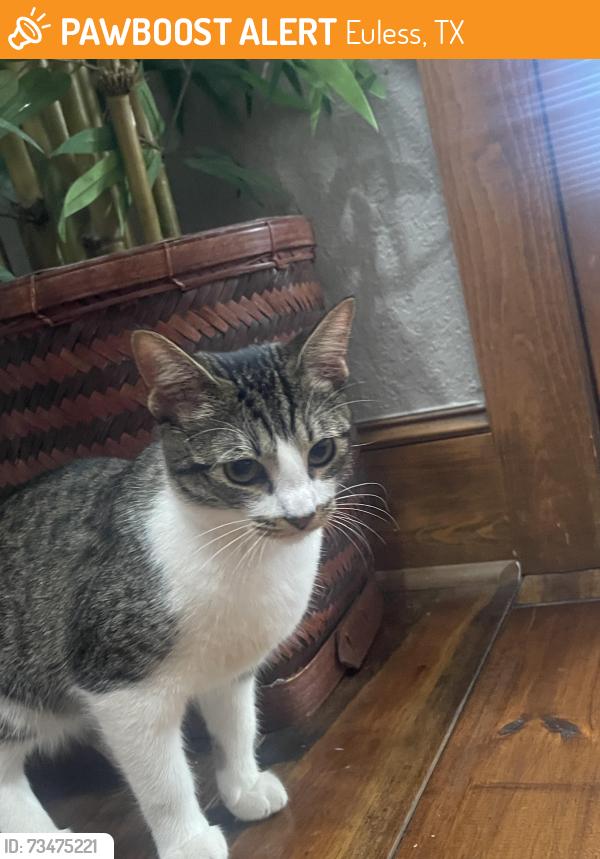 Found/Stray Female Cat last seen Hill trail, Euless, TX 76039