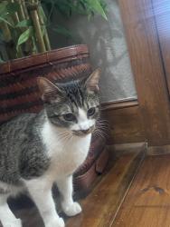 Found/Stray Female Cat last seen Hill trail, Euless, TX 76039