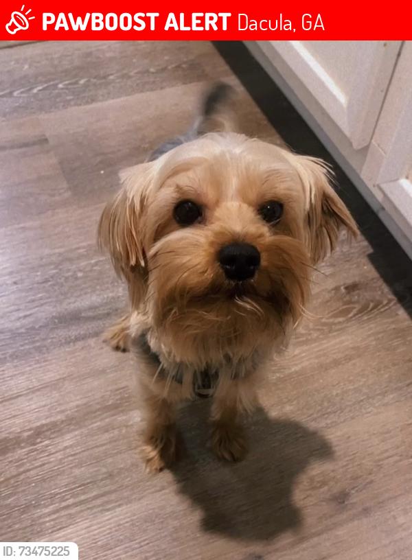 Lost Male Dog last seen Dacula, GA, Dacula, GA 30019