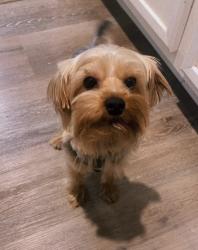 Lost Male Dog last seen Dacula, GA, Dacula, GA 30019