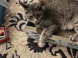 Lost Female Cat last seen Salisbury Animal hosp pa, Salisbury, NC 28146
