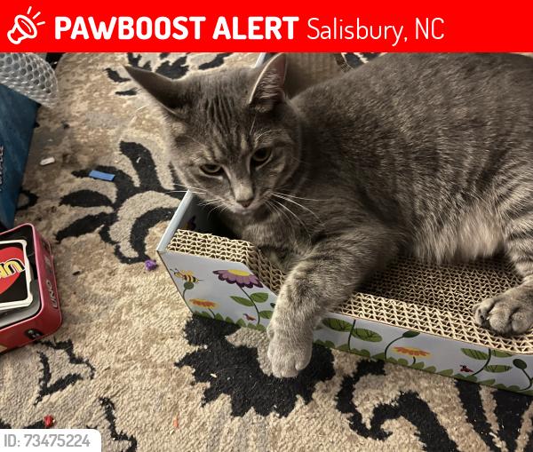 Lost Female Cat last seen Salisbury Animal hosp pa, Salisbury, NC 28146